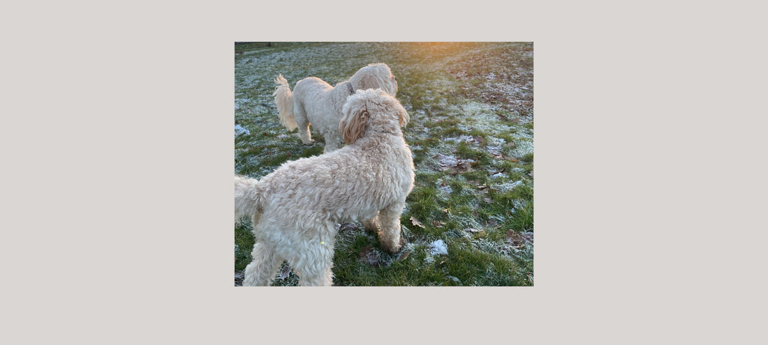 A Tribute to Max: The Dog Who Inspired Mac & Lilly - Mac and Lilly