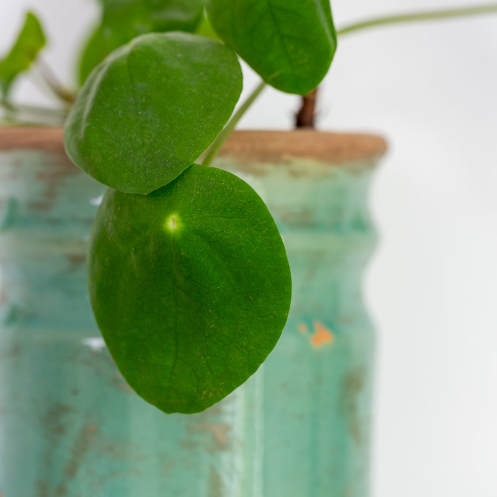 Samos Turquoise Glazed Ceramic Vase | Mac & Lilly