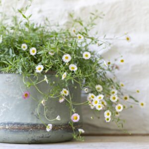 Bathwick Planter – Medium - Mac and Lilly